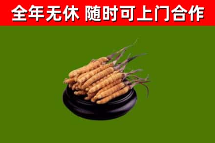 林甸县回收冬虫夏草