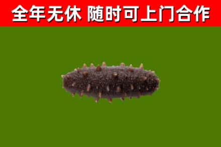 林甸县回收海参干